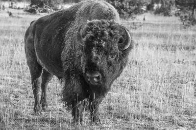 USA, Wyoming, Yellowstone National Park, Upper Geyser Basin. Lone male American bison
