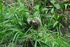 Three Toed Sloth-Cindy Sinn-Photographic Print