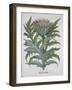 Cineracum Flore-Basilius Besler-Framed Giclee Print