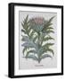 Cineracum Flore-Basilius Besler-Framed Giclee Print