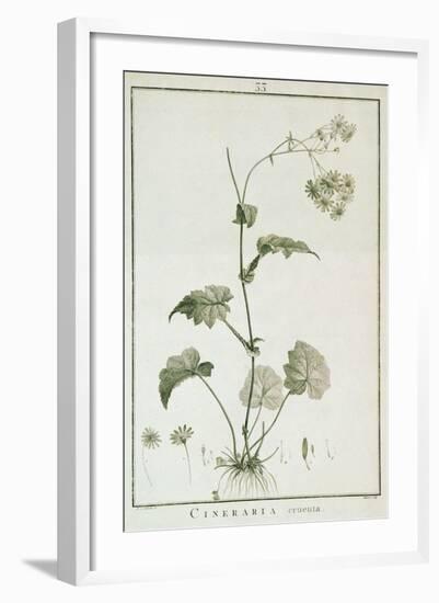 Cineraria Cruenta, from 'Sertum Angelicum', Published 1788-Pierre Joseph Redoute-Framed Giclee Print