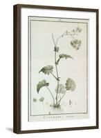 Cineraria Cruenta, from 'Sertum Angelicum', Published 1788-Pierre Joseph Redoute-Framed Giclee Print