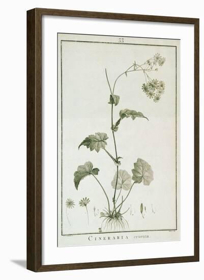 Cineraria Cruenta, from 'Sertum Angelicum', Published 1788-Pierre Joseph Redoute-Framed Giclee Print