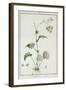 Cineraria Cruenta, from 'Sertum Angelicum', Published 1788-Pierre Joseph Redoute-Framed Giclee Print