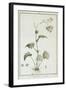 Cineraria Cruenta, from 'Sertum Angelicum', Published 1788-Pierre Joseph Redoute-Framed Giclee Print