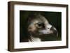 Cinereous Vulture (Aegypius Monachus), also known as the the Eurasian Black Vulture or Monk Vulture-Vladimir Wrangel-Framed Photographic Print