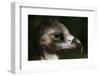 Cinereous Vulture (Aegypius Monachus), also known as the the Eurasian Black Vulture or Monk Vulture-Vladimir Wrangel-Framed Photographic Print