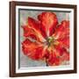 Cinnabar I-Carson-Framed Giclee Print