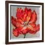 Cinnabar II-Carson-Framed Giclee Print