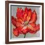 Cinnabar II-Carson-Framed Giclee Print