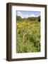 Cinnabar Moth Caterpillars (Tyria Jacobaeae) Feeding on Ragwort Plants (Senecio Jacobaea)-Nick Upton-Framed Photographic Print