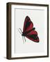 Cinnabar Moth (Tyria Jacobaeae), Arctiidae, Artwork by Rebecca Hardy-null-Framed Giclee Print