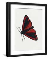 Cinnabar Moth (Tyria Jacobaeae), Arctiidae, Artwork by Rebecca Hardy-null-Framed Giclee Print