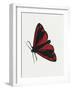 Cinnabar Moth (Tyria Jacobaeae), Arctiidae, Artwork by Rebecca Hardy-null-Framed Giclee Print