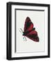 Cinnabar Moth (Tyria Jacobaeae), Arctiidae, Artwork by Rebecca Hardy-null-Framed Giclee Print