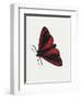 Cinnabar Moth (Tyria Jacobaeae), Arctiidae, Artwork by Rebecca Hardy-null-Framed Giclee Print