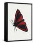 Cinnabar Moth (Tyria Jacobaeae), Arctiidae, Artwork by Rebecca Hardy-null-Framed Stretched Canvas