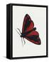 Cinnabar Moth (Tyria Jacobaeae), Arctiidae, Artwork by Rebecca Hardy-null-Framed Stretched Canvas