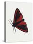 Cinnabar Moth (Tyria Jacobaeae), Arctiidae, Artwork by Rebecca Hardy-null-Stretched Canvas