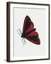 Cinnabar Moth (Tyria Jacobaeae), Arctiidae, Artwork by Rebecca Hardy-null-Framed Giclee Print