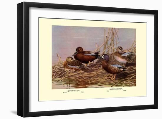 Cinnamon and Blue-Winged Teals-Allan Brooks-Framed Art Print