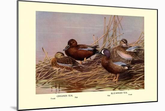 Cinnamon and Blue-Winged Teals-Allan Brooks-Mounted Art Print