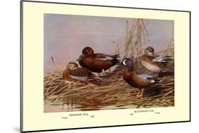 Cinnamon and Blue-Winged Teals-Allan Brooks-Mounted Art Print