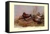 Cinnamon and Blue-Winged Teals-Allan Brooks-Framed Stretched Canvas