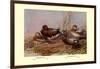 Cinnamon and Blue-Winged Teals-Allan Brooks-Framed Art Print