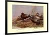 Cinnamon and Blue-Winged Teals-Allan Brooks-Framed Art Print