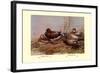 Cinnamon and Blue-Winged Teals-Allan Brooks-Framed Art Print