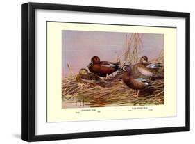 Cinnamon and Blue-Winged Teals-Allan Brooks-Framed Art Print