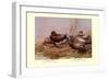 Cinnamon and Blue-Winged Teals-Allan Brooks-Framed Premium Giclee Print