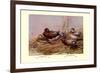 Cinnamon and Blue-Winged Teals-Allan Brooks-Framed Art Print