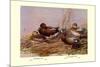 Cinnamon and Blue-Winged Teals-Allan Brooks-Mounted Art Print