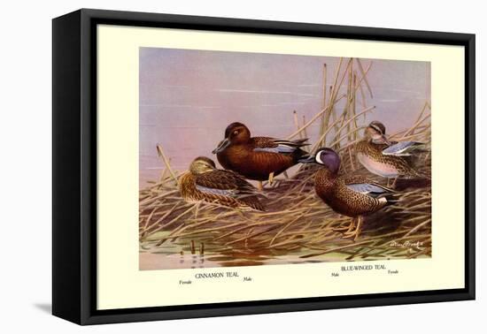 Cinnamon and Blue-Winged Teals-Allan Brooks-Framed Stretched Canvas