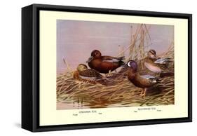 Cinnamon and Blue-Winged Teals-Allan Brooks-Framed Stretched Canvas