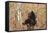 Cinnamon Black Bear (Ursus Americanus) Climbs a Tree in Search of Autumn (Fall) Berries-Eleanor-Framed Stretched Canvas