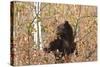 Cinnamon Black Bear (Ursus Americanus) Climbs a Tree in Search of Autumn (Fall) Berries-Eleanor-Stretched Canvas