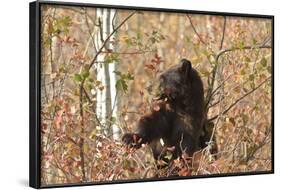 Cinnamon Black Bear (Ursus Americanus) Climbs a Tree in Search of Autumn (Fall) Berries-Eleanor-Framed Photographic Print