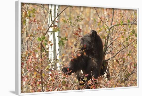 Cinnamon Black Bear (Ursus Americanus) Climbs a Tree in Search of Autumn (Fall) Berries-Eleanor-Framed Photographic Print