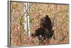 Cinnamon Black Bear (Ursus Americanus) Climbs a Tree in Search of Autumn (Fall) Berries-Eleanor-Framed Photographic Print