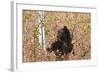 Cinnamon Black Bear (Ursus Americanus) Climbs a Tree in Search of Autumn (Fall) Berries-Eleanor-Framed Photographic Print