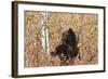Cinnamon Black Bear (Ursus Americanus) Climbs a Tree in Search of Autumn (Fall) Berries-Eleanor-Framed Photographic Print