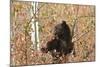 Cinnamon Black Bear (Ursus Americanus) Climbs a Tree in Search of Autumn (Fall) Berries-Eleanor-Mounted Photographic Print