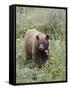 Cinnamon Black Bear (Ursus Americanus) Cub, Waterton Lakes National Park, Alberta, Canada-James Hager-Framed Stretched Canvas