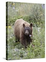 Cinnamon Black Bear (Ursus Americanus) Cub, Waterton Lakes National Park, Alberta, Canada-James Hager-Stretched Canvas