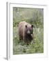 Cinnamon Black Bear (Ursus Americanus) Cub, Waterton Lakes National Park, Alberta, Canada-James Hager-Framed Photographic Print