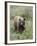 Cinnamon Black Bear (Ursus Americanus) Cub, Waterton Lakes National Park, Alberta, Canada-James Hager-Framed Photographic Print