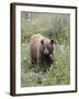 Cinnamon Black Bear (Ursus Americanus) Cub, Waterton Lakes National Park, Alberta, Canada-James Hager-Framed Photographic Print